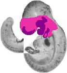mouse atlas EMAGE spatial in situ gene expression database None