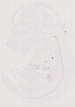 EMAGE:6090