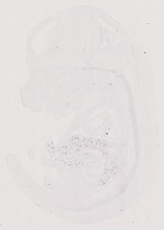 EMAGE:6090