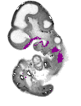 mouse atlas EMAGE spatial in situ gene expression database None