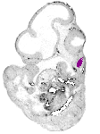 mouse atlas EMAGE spatial in situ gene expression database None