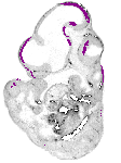 mouse atlas EMAGE spatial in situ gene expression database None