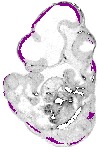 mouse atlas EMAGE spatial in situ gene expression database None