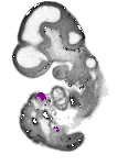 mouse atlas EMAGE spatial in situ gene expression database None
