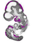 mouse atlas EMAGE spatial in situ gene expression database None
