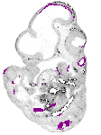 mouse atlas EMAGE spatial in situ gene expression database None