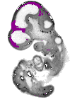 mouse atlas EMAGE spatial in situ gene expression database None