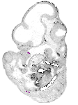 mouse atlas EMAGE spatial in situ gene expression database None