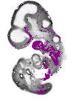mouse atlas EMAGE spatial in situ gene expression database None
