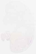 EMAGE:6214