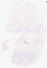 EMAGE:6220