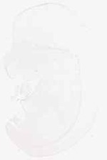 EMAGE:6221