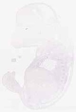 EMAGE:6221