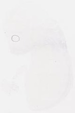 EMAGE:6237