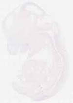 EMAGE:6241