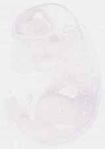 EMAGE:6249