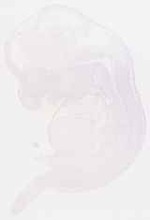 EMAGE:6261