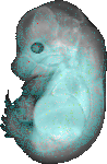 EMAGE:6266