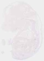 EMAGE:6274