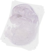 EMAGE:6274