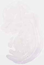 EMAGE:6281