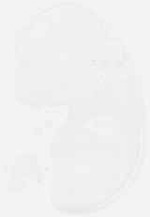 EMAGE:6282