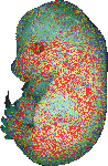 EMAGE:6308