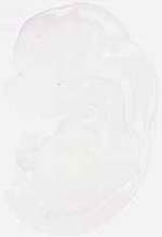 EMAGE:6321