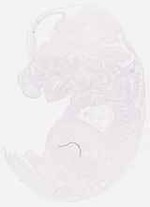 EMAGE:6325