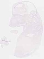 EMAGE:6325