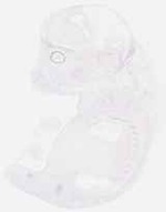EMAGE:6327