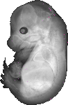 mouse atlas EMAGE spatial in situ gene expression database None