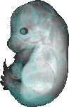 EMAGE:6366