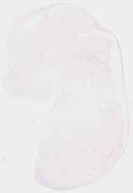 EMAGE:6367