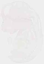 EMAGE:6367
