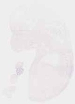 EMAGE:6367