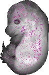mouse atlas EMAGE spatial in situ gene expression database None