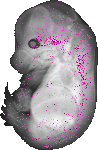 mouse atlas EMAGE spatial in situ gene expression database None