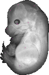 mouse atlas EMAGE spatial in situ gene expression database None