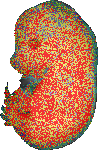 EMAGE:6499
