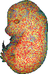 EMAGE:6501