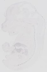 EMAGE:6524