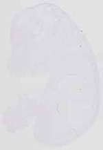 EMAGE:6534