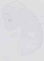 EMAGE:6538