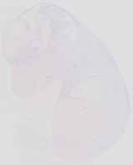 EMAGE:6538