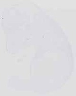 EMAGE:6538