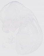 EMAGE:6540