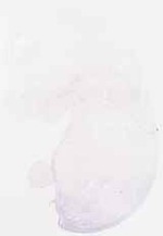 EMAGE:6564