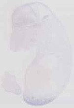 EMAGE:6573