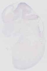 EMAGE:6588